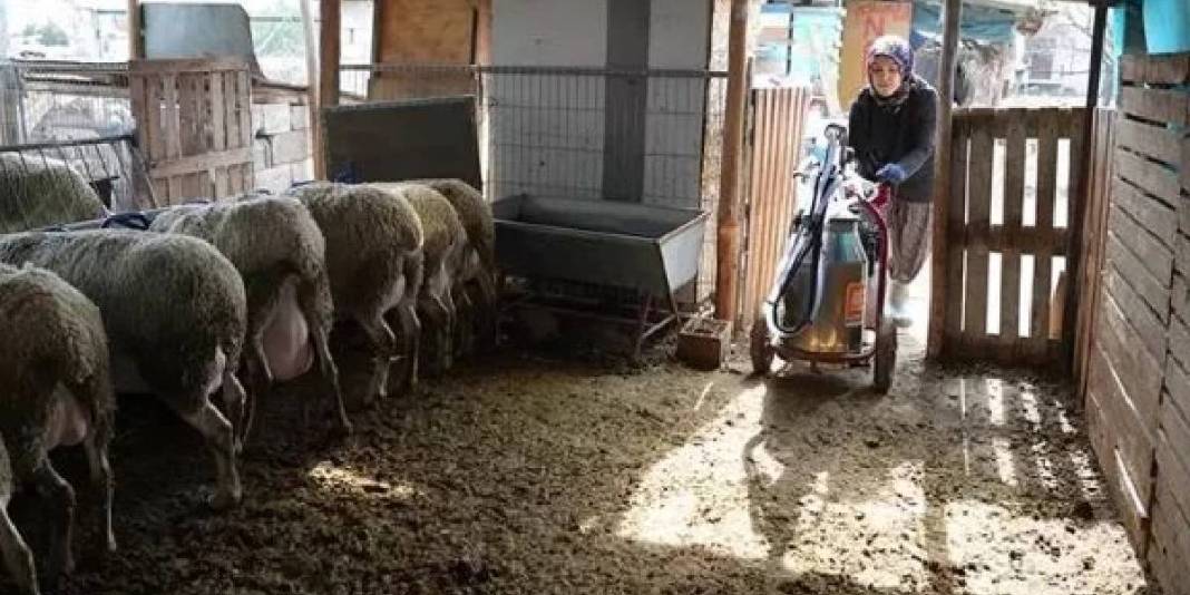 3 koyunla başlayan üretim serüveni: Süt ürünleri üretimi ve arıcılığı da el attı 2